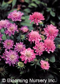 Scabiosa columbaria 'Misty Butterflies'